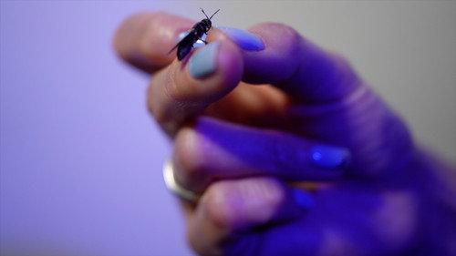 Tech Now Season 2 Episode 7 - Inside the High-Tech Insect Farm