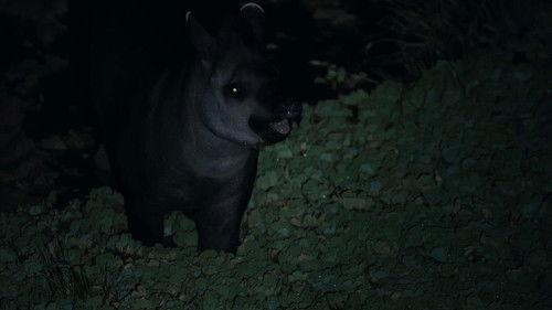 Animales en peligro Season 1 Episode 5 - Episode 5