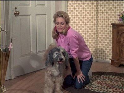 Bewitched Season 7 Episode 9 - Samantha's Pet Warlock