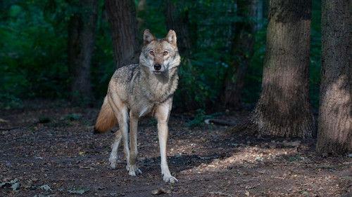 Carpathian Predators Season 1 Episode 2 - Realm of the Wolf