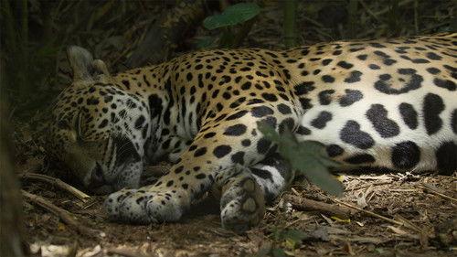 Nature Season 44 Episode 4 - Jaguar Beach