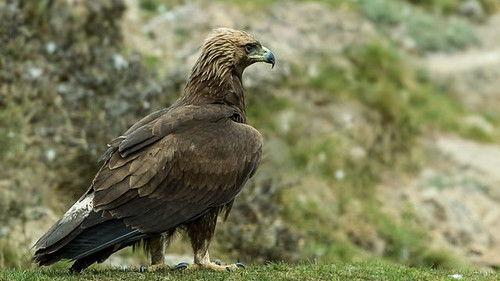 Springwatch Season 16 Episode 5 - Episode 5