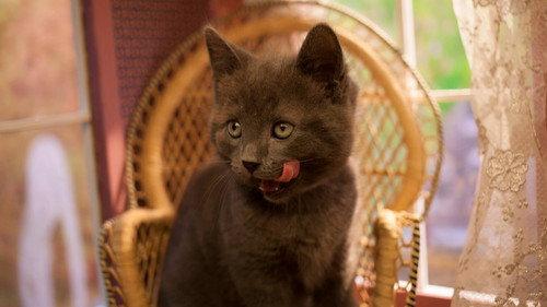 Poesjes Season 1 Episode 3 - Episode 3