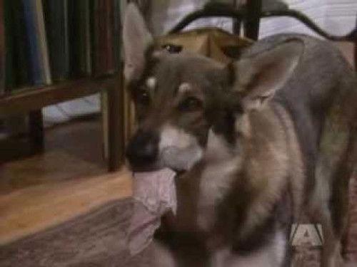 The Littlest Hobo Season 1 Episode 13 - Big Al and Sam Strawberry
