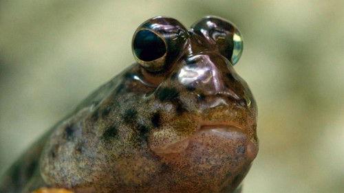 The Secret Life of the Zoo Season 9 Episode 1 - A Deer Family Welcome