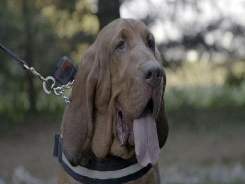 Trackers Season 1 Episode 1 - Firework Frenzy