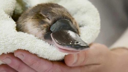 Crikey! It's the Irwins Season 3 Episode 5 - Wildlife Hospital Warriors