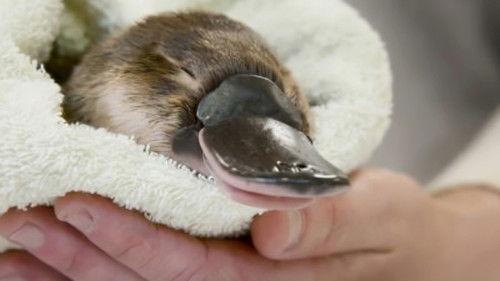 Crikey! It's the Irwins Season 3 Episode 5 - Wildlife Hospital Warriors