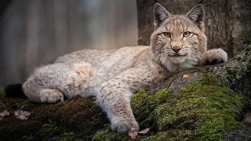 Nature Season 35 Episode 15 - Forest of the Lynx