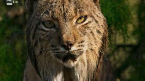 Superquark Season 27 Episode 5 - Europe and the DNA of the Romans