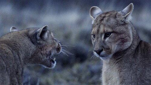 Age of Big Cats Season 1 Episode 1 - Origins