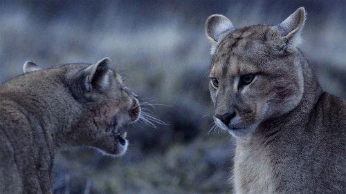 Age of Big Cats Season 1 Episode 1 - Origins