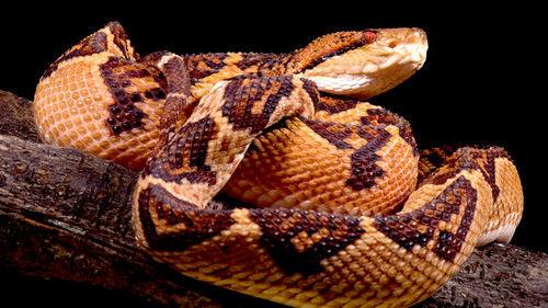 Equator's Wild Secrets Season 1 Episode 6 - Amazon: The Great Flood