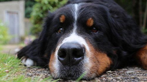 The Supervet: Noel Fitzpatrick Season 15 Episode 1 - Episode 1