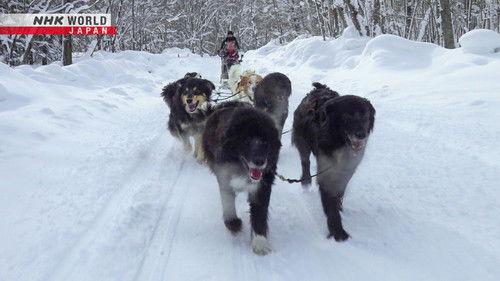 Wild Hokkaido! Season 7 Episode 6 - Dog Sledding in Minamifurano