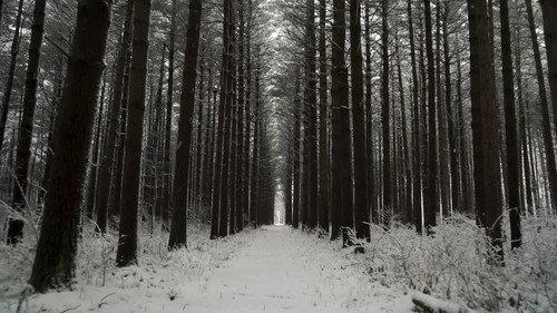 Paranormal Caught on Camera Season 2 Episode 13 - A Sasquatch Spotted in Siberia and More