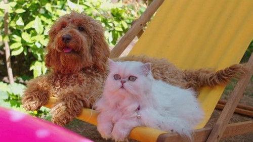 Background image for Waffle's Ball Pit Pond