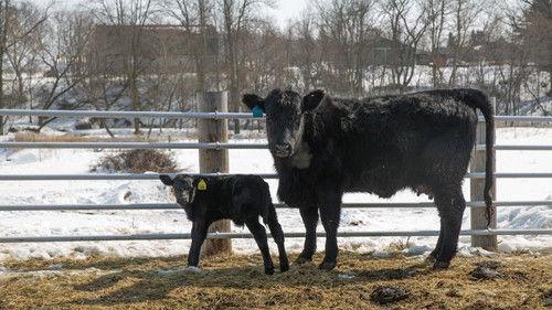 The Incredible Dr. Pol Season 6 Episode 3 - Bugged Bunny
