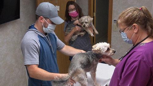 The Incredible Dr. Pol Season 19 Episode 5 - Poodles & Company