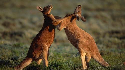 David Attenborough's Natural Curiosities Season 4 Episode 6 - Ferocious Fighters