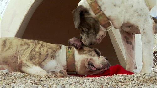 Pit Bulls and Parolees Season 4 Episode 8 - Boiling Point