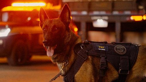 Border Control: Brazil Season 5 Episode 11 - Episode 11