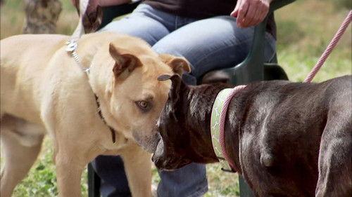 Pit Bulls and Parolees Season 3 Episode 11 - Don't Blow It