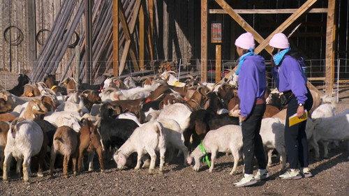 The Amazing Race Canada Season 8 Episode 2 - Goatageddon