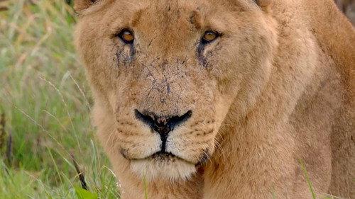 Secret Life of the Safari Park Season 1 Episode 4 - Episode 4