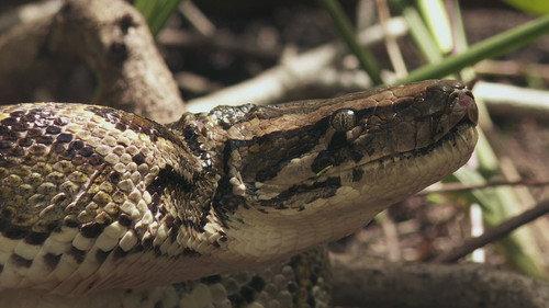 Swamp People: Serpent Invasion Season 4 Episode 6 - Path of Destruction