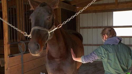 The Incredible Dr. Pol Season 19 Episode 6 - Cold Your Horses