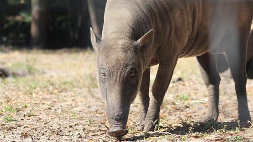 Secrets of the Zoo: Tampa Season 4 Episode 9 - Panther Crossing