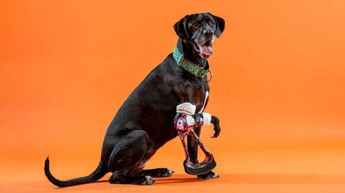 Background image for Turbo-Roo & Thor