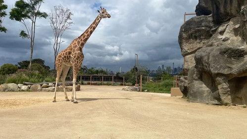 Taronga: Who's Who In The Zoo Season 4 Episode 1 - Giraffe Jimiyu