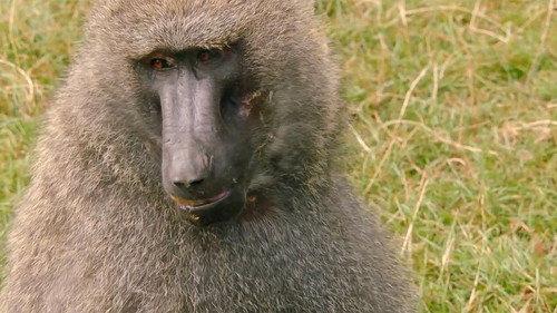 Secret Life of the Safari Park Season 1 Episode 6 - Episode 6