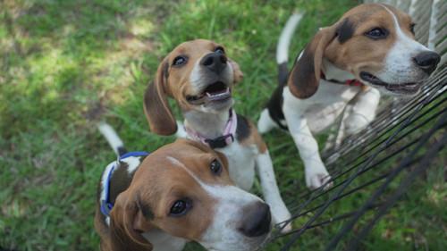 Swamp People: Serpent Invasion Season 4 Episode 15 - Training Day