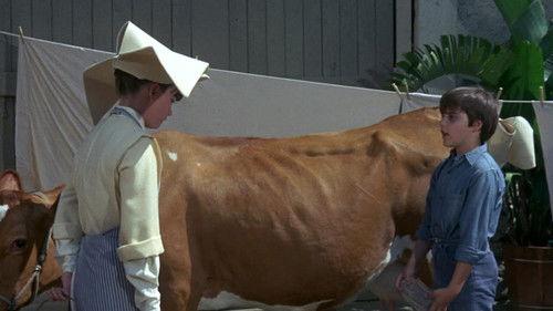 The Flying Nun Season 2 Episode 20 - The Moo is Blue