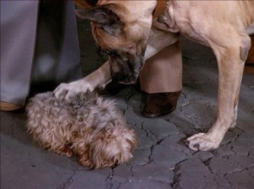 The Love Boat Season 2 Episode 22 - The Decision/Poor Little Rich Girl/Love Me, Love My Dog
