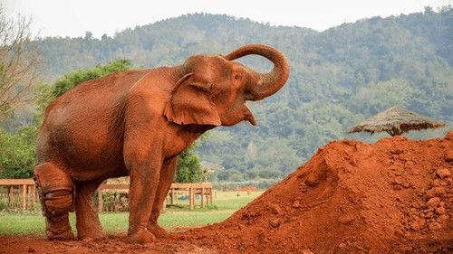 Background image for Love & Elephants Part 1