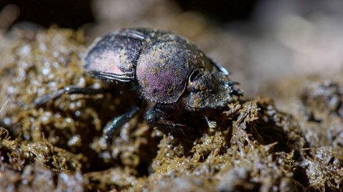 David Attenborough's Natural Curiosities Season 4 Episode 2 - Finding the Way