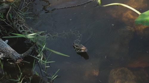 Swamp People: Serpent Invasion Season 4 Episode 10 - Full Assault