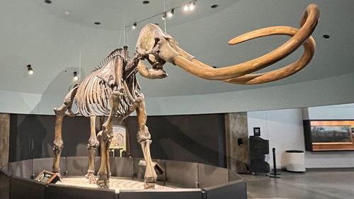 Background image for Secrets of the Giant Mammoths