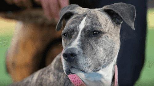 Background image for Toto