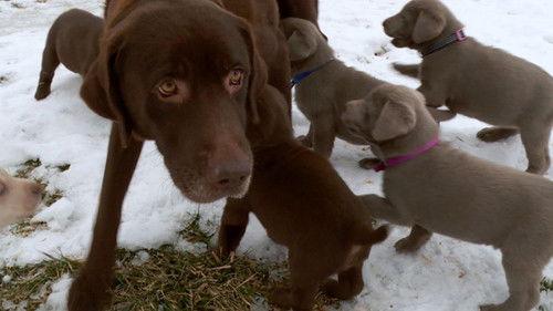 The Incredible Dr. Pol Season 10 Episode 1 - OH, POL-Y NIGHT