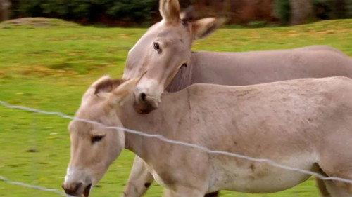Secret Life of the Safari Park Season 1 Episode 5 - Episode 5