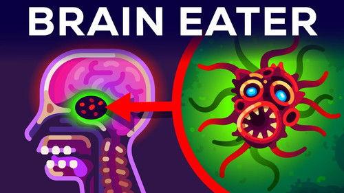 Kurzgesagt - In a Nutshell Season 10 Episode 4 - The Most Horrible Parasite: Brain Eating Amoeba