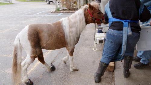 The Incredible Dr. Pol Season 24 Episode 6 - A Mom Like No Udder