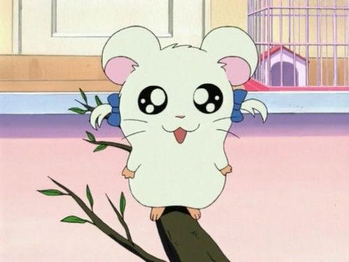Hamtaro Season 1 Episode 4 - Come Out, Bijou!