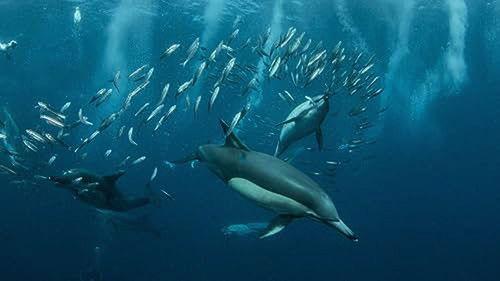 How Do Animals Do That? Season 1 Episode 7 - Supersmart Dolphins and Hungry Hyenas