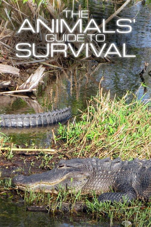 The Animals' Guide to Survival poster